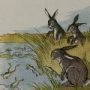 Thumbnail For The Hares And The Frogs