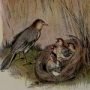 Thumbnail For The Lark And Her Young Ones An Aesop Fable