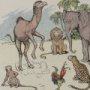 Thumbnail For The Monkey And The Camel