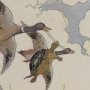 Thumbnail For The Tortoise And The Ducks
