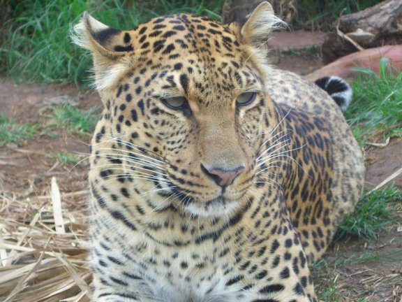 Leopard