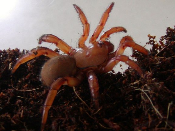 African Trapdoor Spider