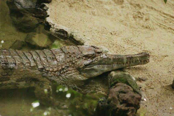 Crocodile