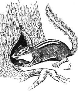 Legend Of The Iroquois - Why The Chipmunk Has Black Stripes