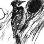 Thumbnail For Why The Woodpecker Bores For Its Food