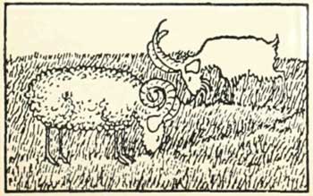 Russian Folk Tale - Illustration For The Goat And The Ram